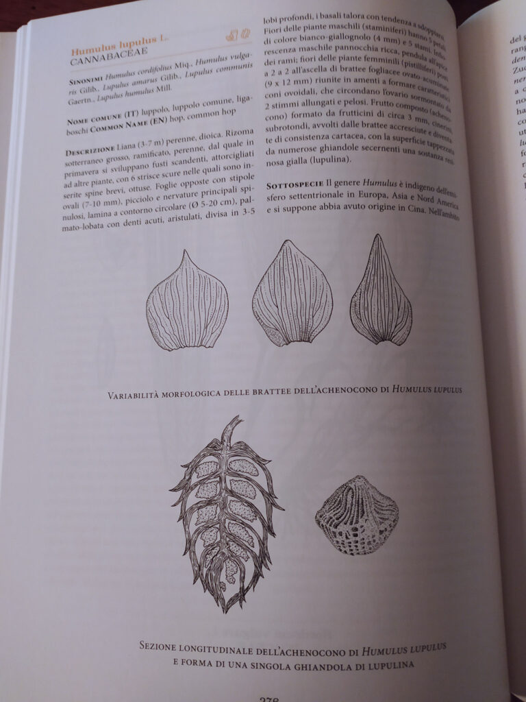 La pagina del luppolo su La botanica della birra